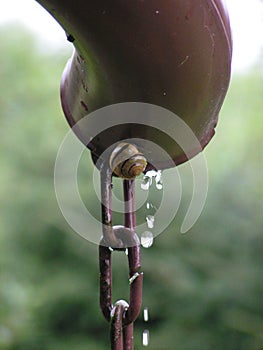 Snail in rain