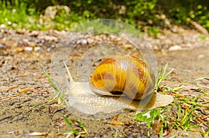 Snail after rain