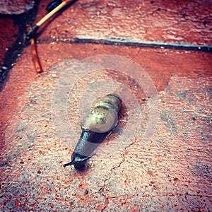 Snail rain brick slimy