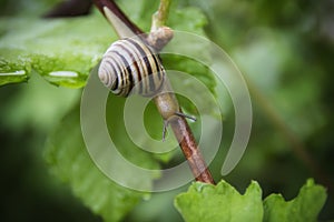 The snail after the rain creeps