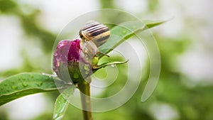 The snail after the rain creeps