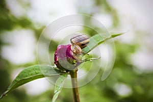 The snail after the rain creeps