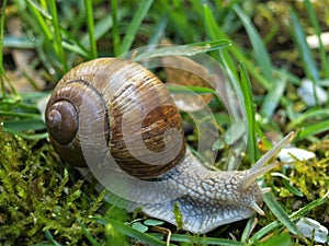 Snail after the rain