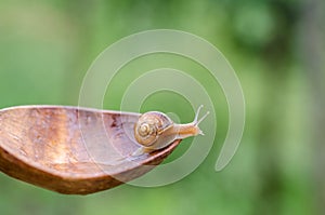 A Snail in the Rain, Snail in the garden on the old wooden spoon