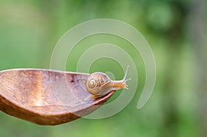 A Snail in the Rain, Snail in the garden on the old wooden spoon