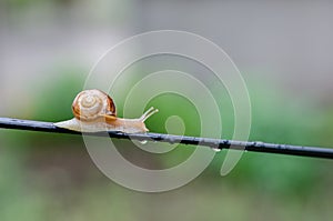 A Snail in the Rain, Snail in the garden on the wire