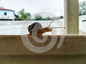 Snail after the rain