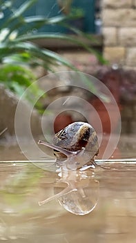 Snail in the rain walks slowly