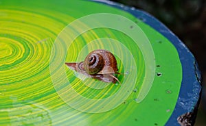 Snail in rainy season