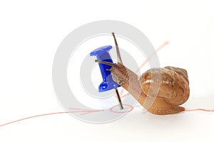 Snail reaching the goal and kiss the target.