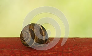 Snail on red