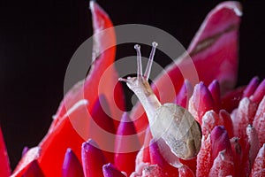 Snail on Red Flower
