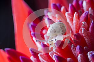 Snail on Red Flower