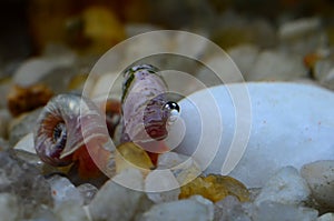 Snail red ramshorn inside tank