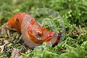 Snail Red Slug