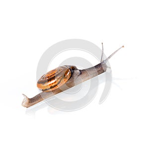 snail and reflection isolated on white background, Suitable for Mockup creative graphic design