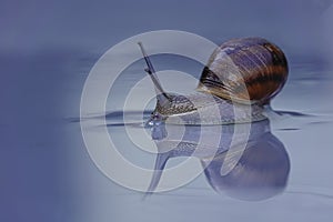Snail reflection on a wet surface