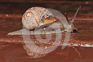 Snail reflectionn the rain