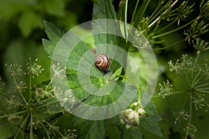 Snail resting on a green leaf