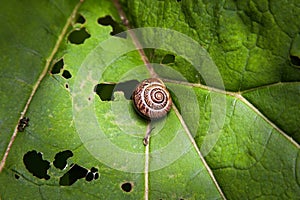 Snail resting on a green leaf