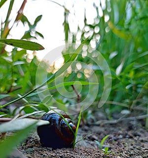 Snail at Rice Field in the sunset