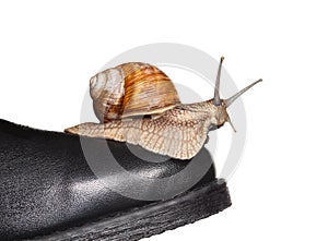 Snail riding boot