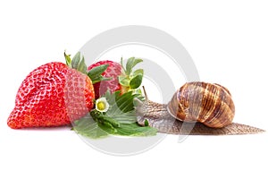 Snail and ripe strawberry