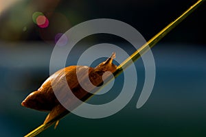 Snail rises across the grass to the first solar be