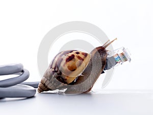 Snail with rj45 connector symbolic photo for slow internet