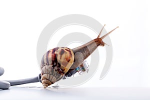 Snail with rj45 connector symbolic photo for slow internet