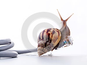 Snail with rj45 connector symbolic photo for slow internet
