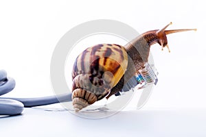 Snail with rj45 connector symbolic photo for slow internet connection. broadband connection is not available everywhere.