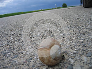 Snail on the road