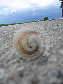 Snail on the road