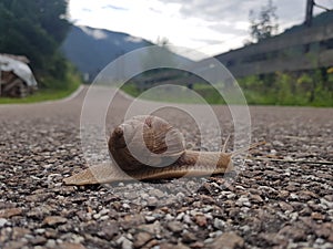 Snail on the road