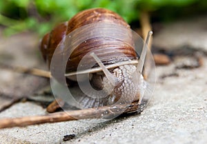 Snail on the road