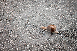 Snail on the road