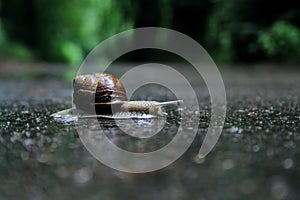 Snail on the road