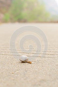 Snail on the road