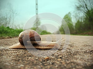 Snail on the road