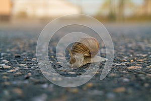 Snail on the road -Burgundy snail Helix pomatia