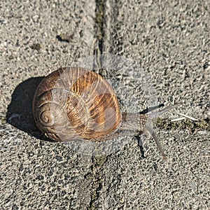 Snail on the road - Cornu aspersum syn. Cryptomphalus aspersus  - garden snail