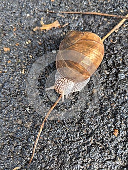 Snail on the road - Cornu aspersum syn. Cryptomphalus aspersus  - garden snail