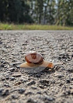 Snail on the road