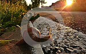 Snail on the road