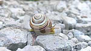 Snail on the road. Macro of beautiful small brown snail on street. Close up