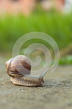 Snail on road