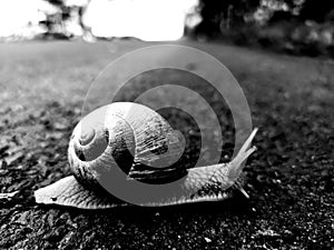 Snail on the road slowly moving