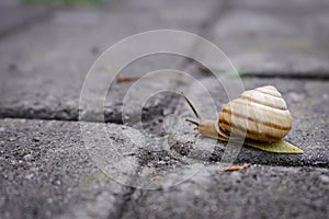 Snail on the road. Slug close up. Grape snail with shell. Nature in details. Slow speed lifestyle. Snail with antenna on asphalt.