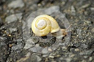 Snail on the road